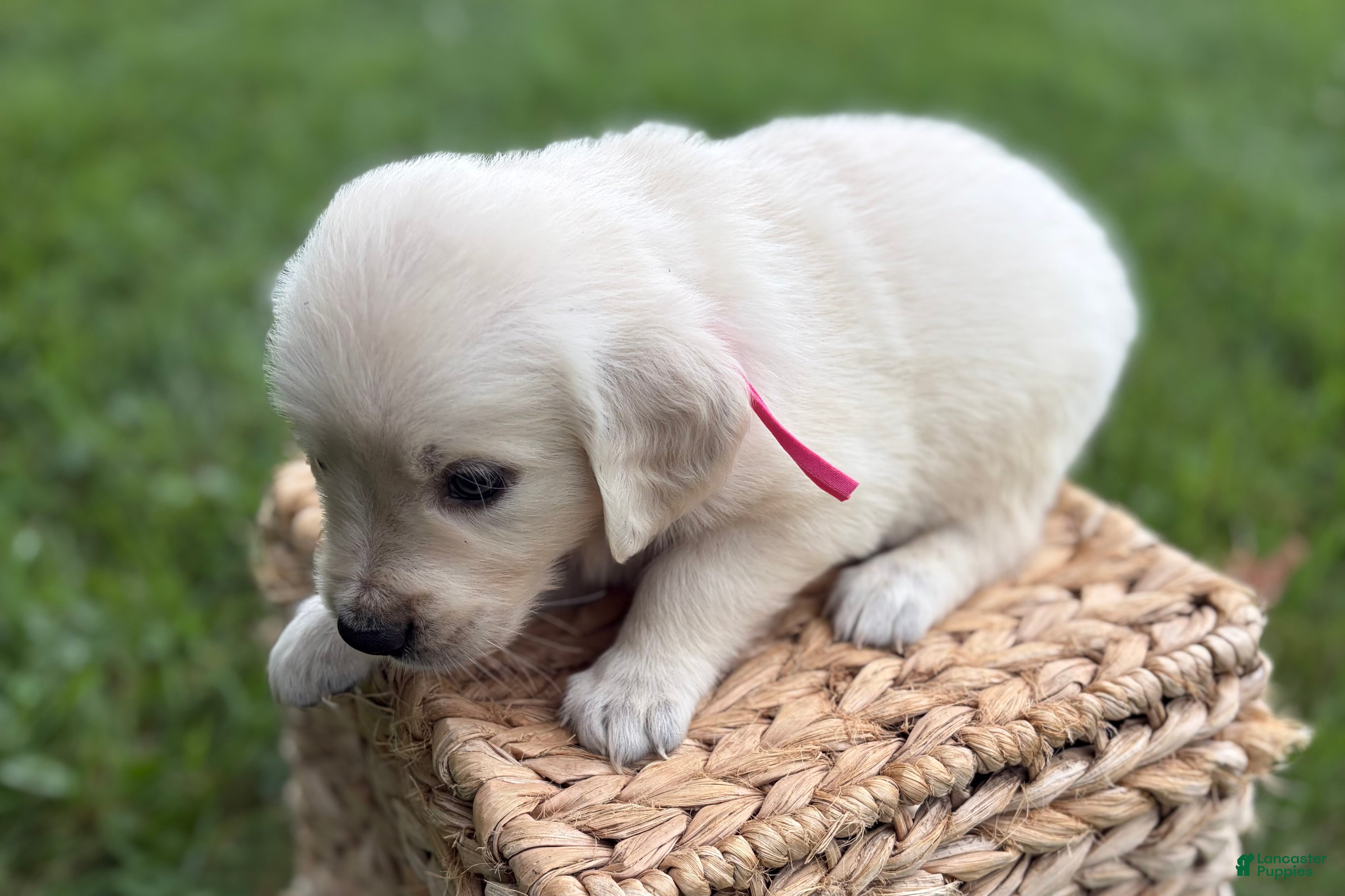 Golden Retriever dogs Pink - Ad 2