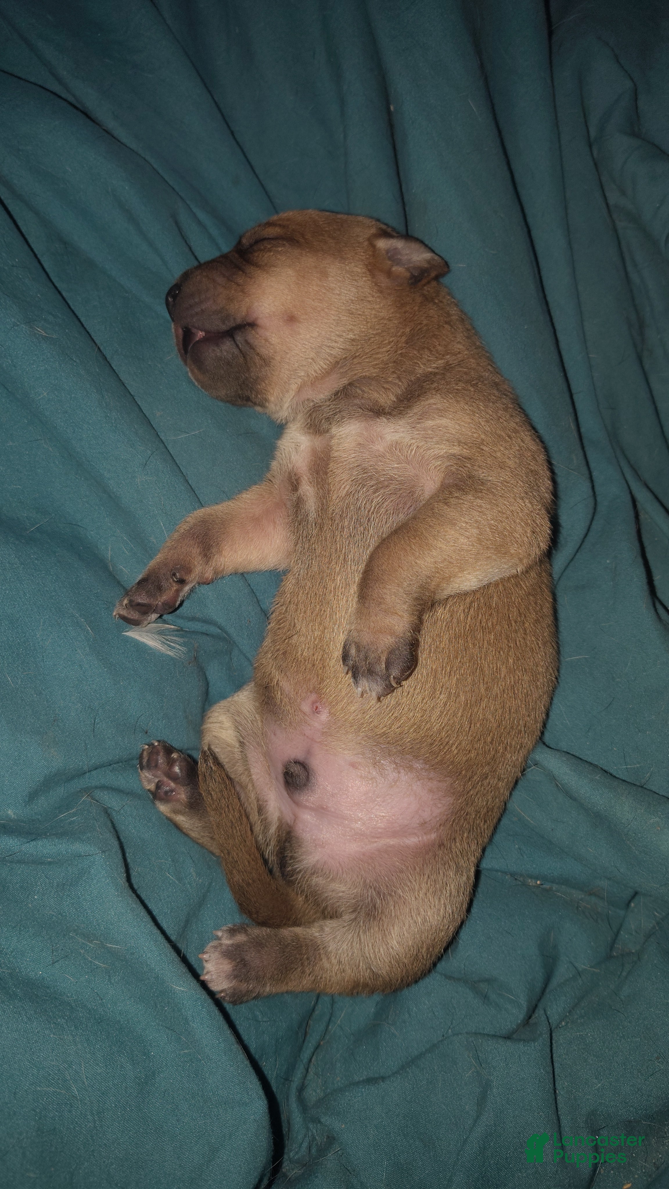 Mixed Breed dogs Mouthy - Ad 3