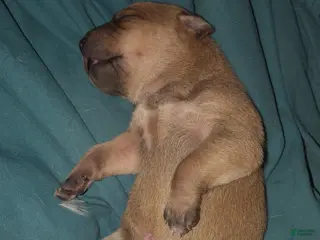 Mixed Breed dogs Mouthy - Ad 3