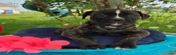 American Bulldog dogs for sale: Olivia - Ad 4