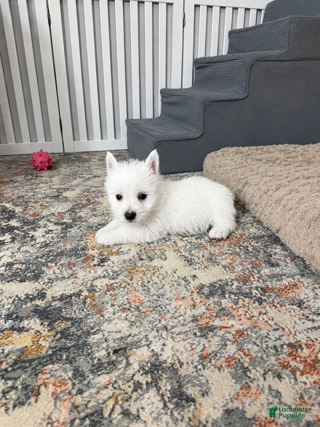 West Highland Terrier dogs Jalon - Ad 2