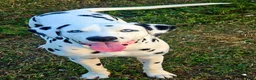 Dalmatian dogs for sale: Blue Sky - Ad 6