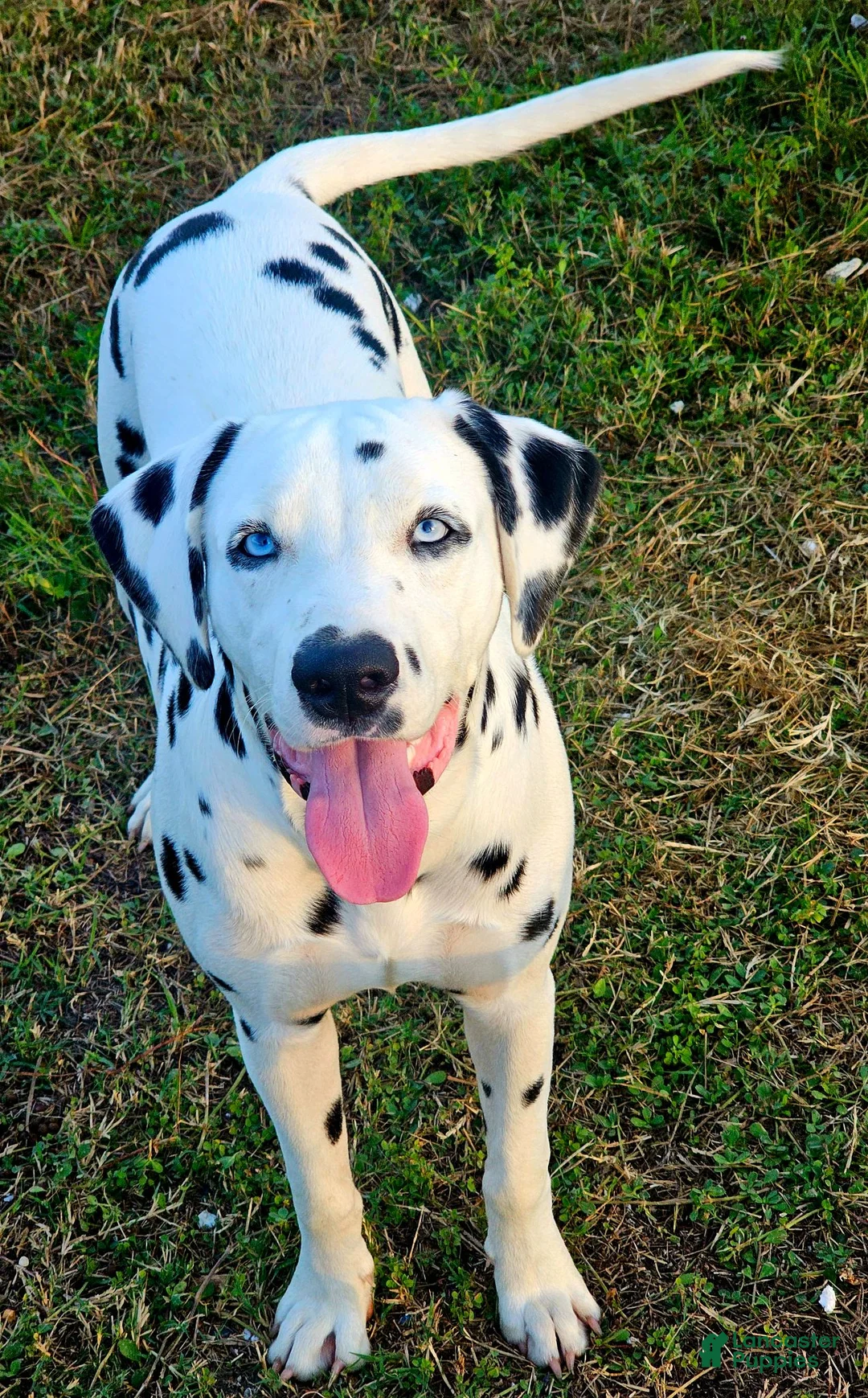 Dalmatian dogs for sale: Blue Sky - Ad 6