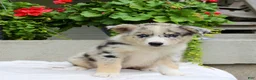 Mixed Breed dogs for sale: Lily - Ad 7