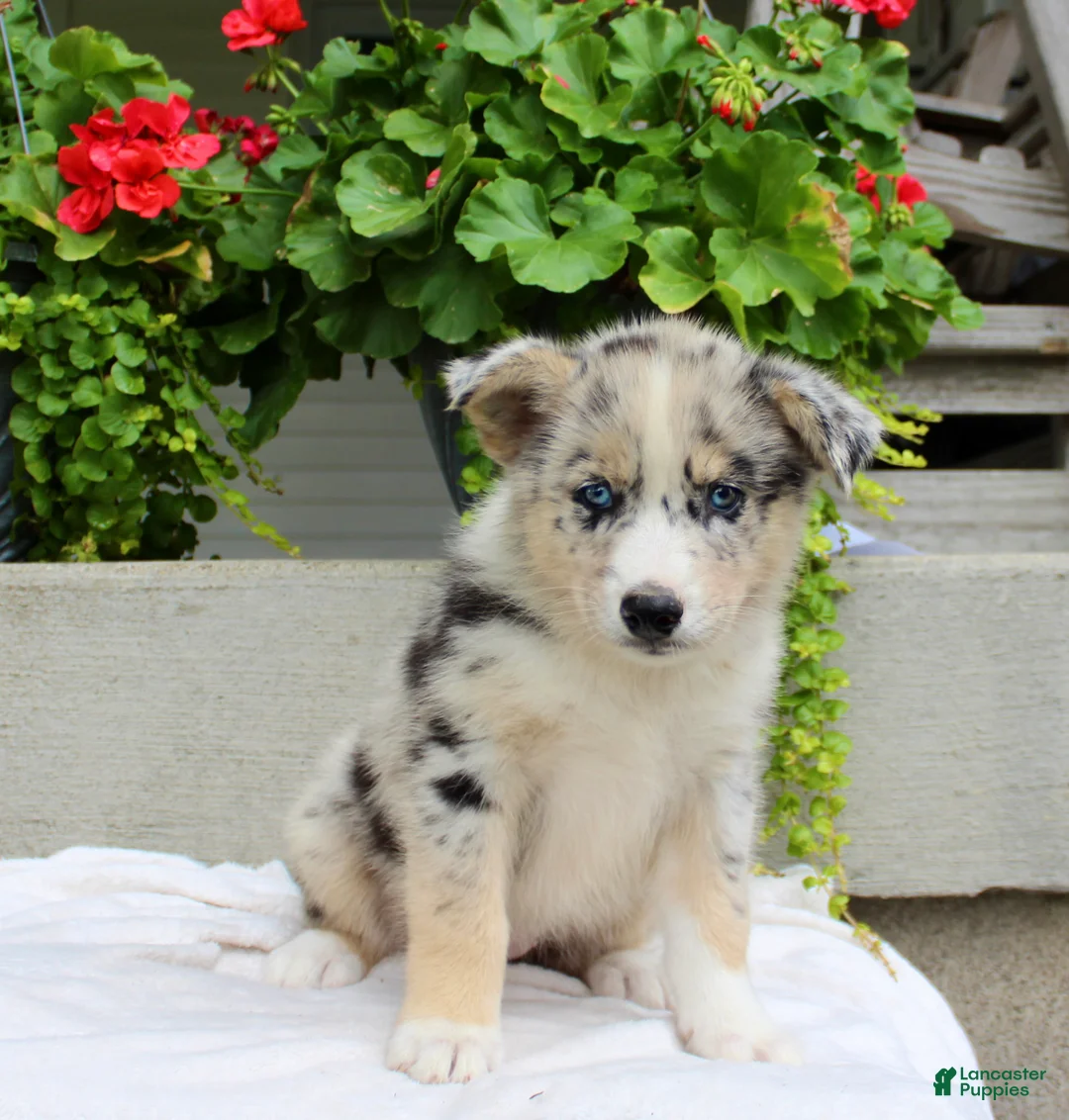 Mixed Breed dogs for sale: Lily - Ad 7