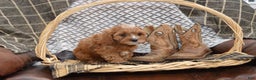 Cavapoo dogs for sale: Jalise - Ad 6