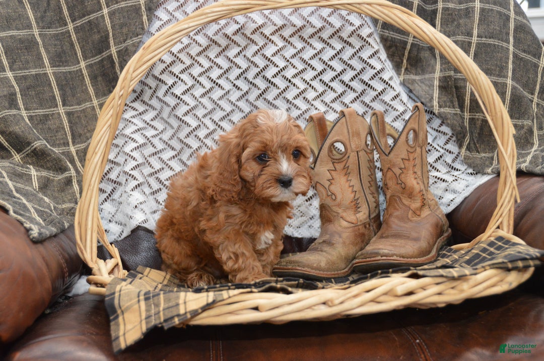 Cavapoo dogs for sale: Jalise - Ad 6