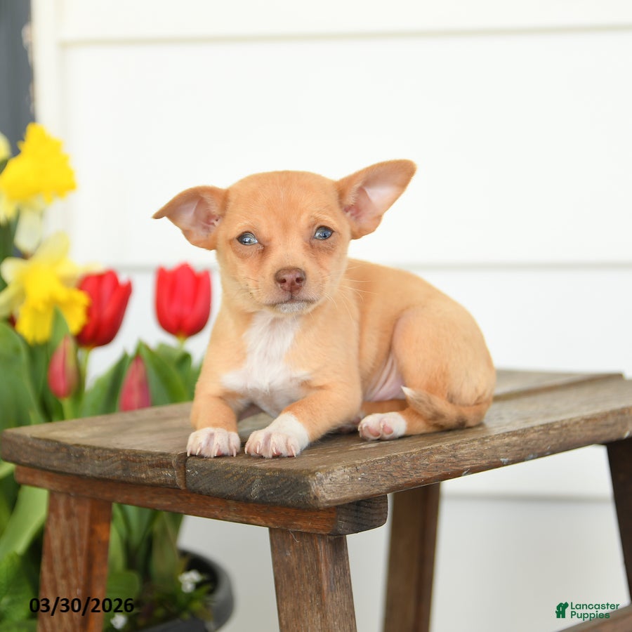 Chihuahua dogs Blake - Ad 2