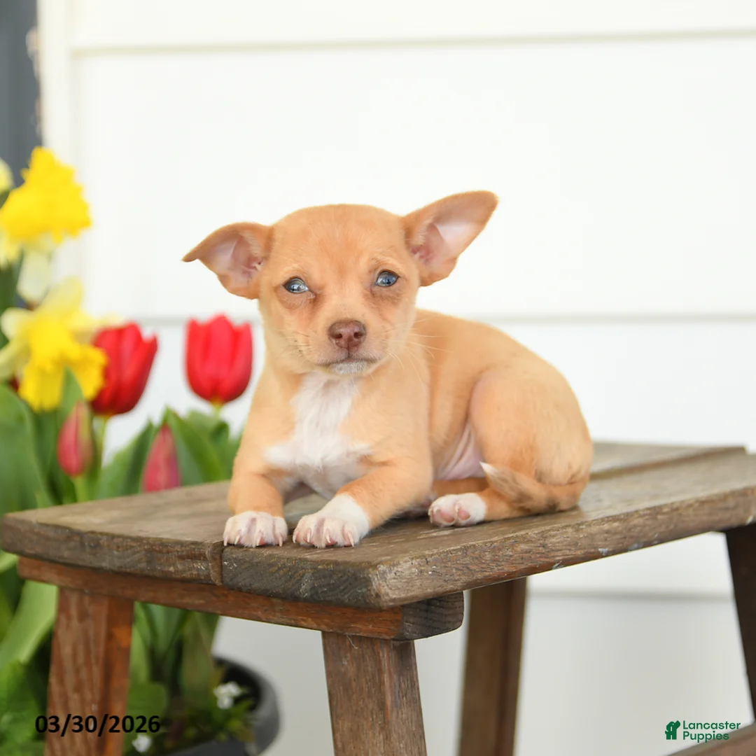 Chihuahua dogs for sale: Blake - Ad 2