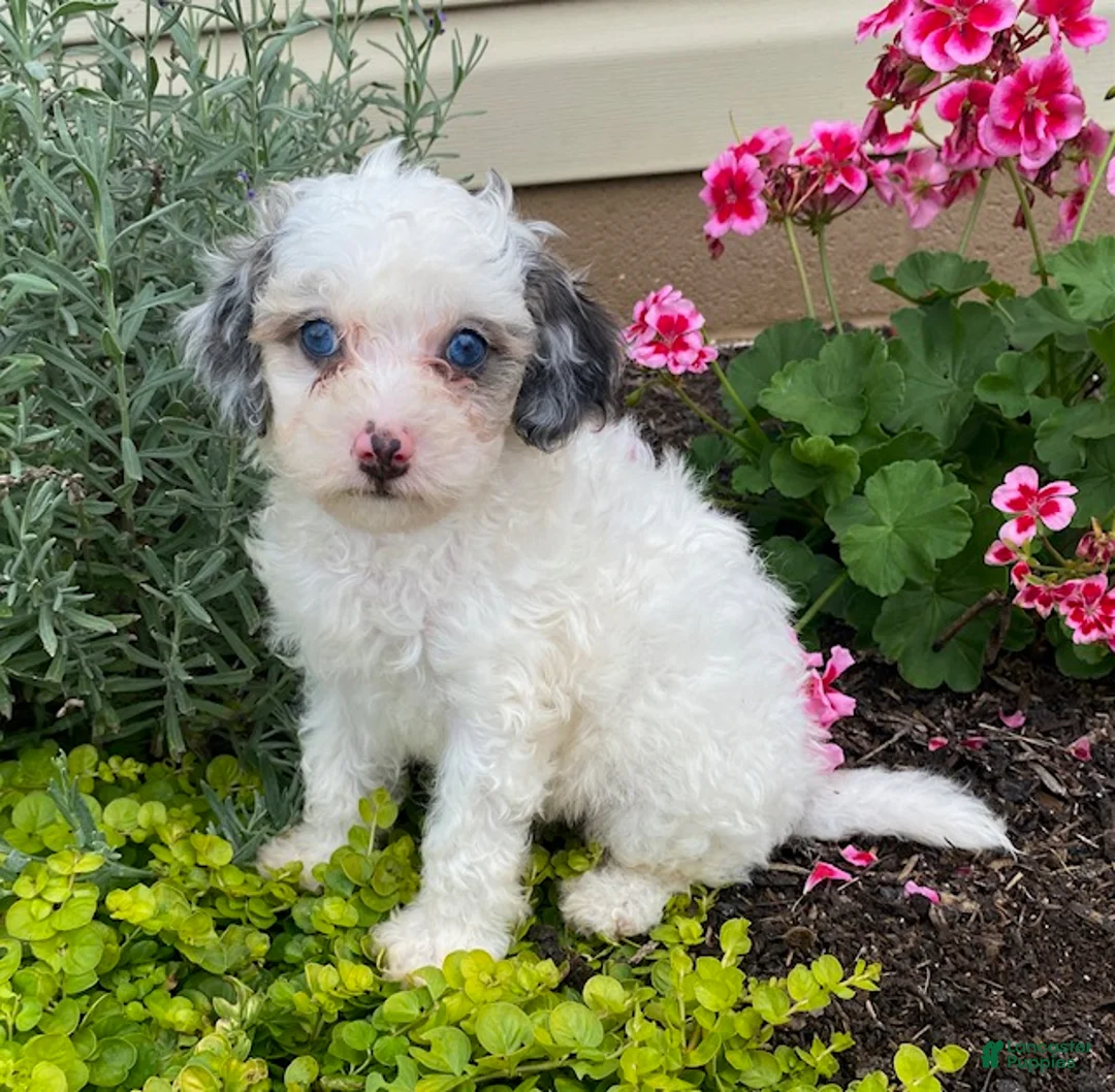 Cavapoo dogs for sale: Asher-small - Ad 2