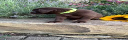 Labrador Retriever dogs for sale: Roxy - Ad 4