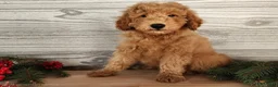 Mini Goldendoodle dogs for sale: Houston - Ad 3