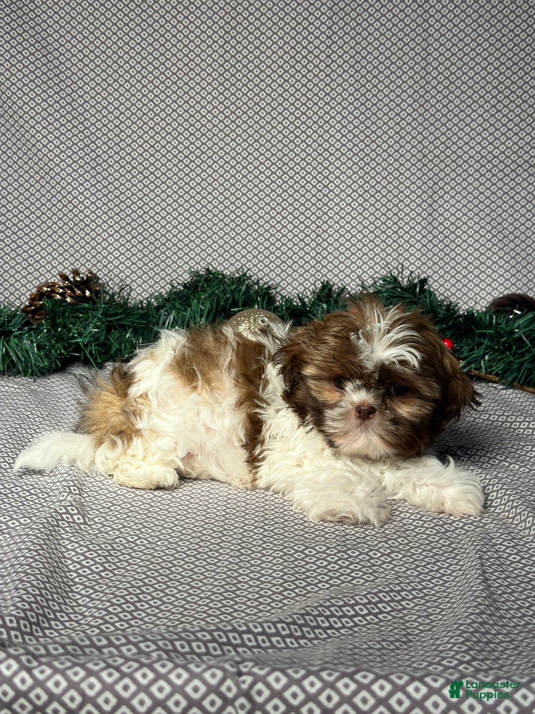 Shih Tzu dogs for sale: Dakota - Ad 4