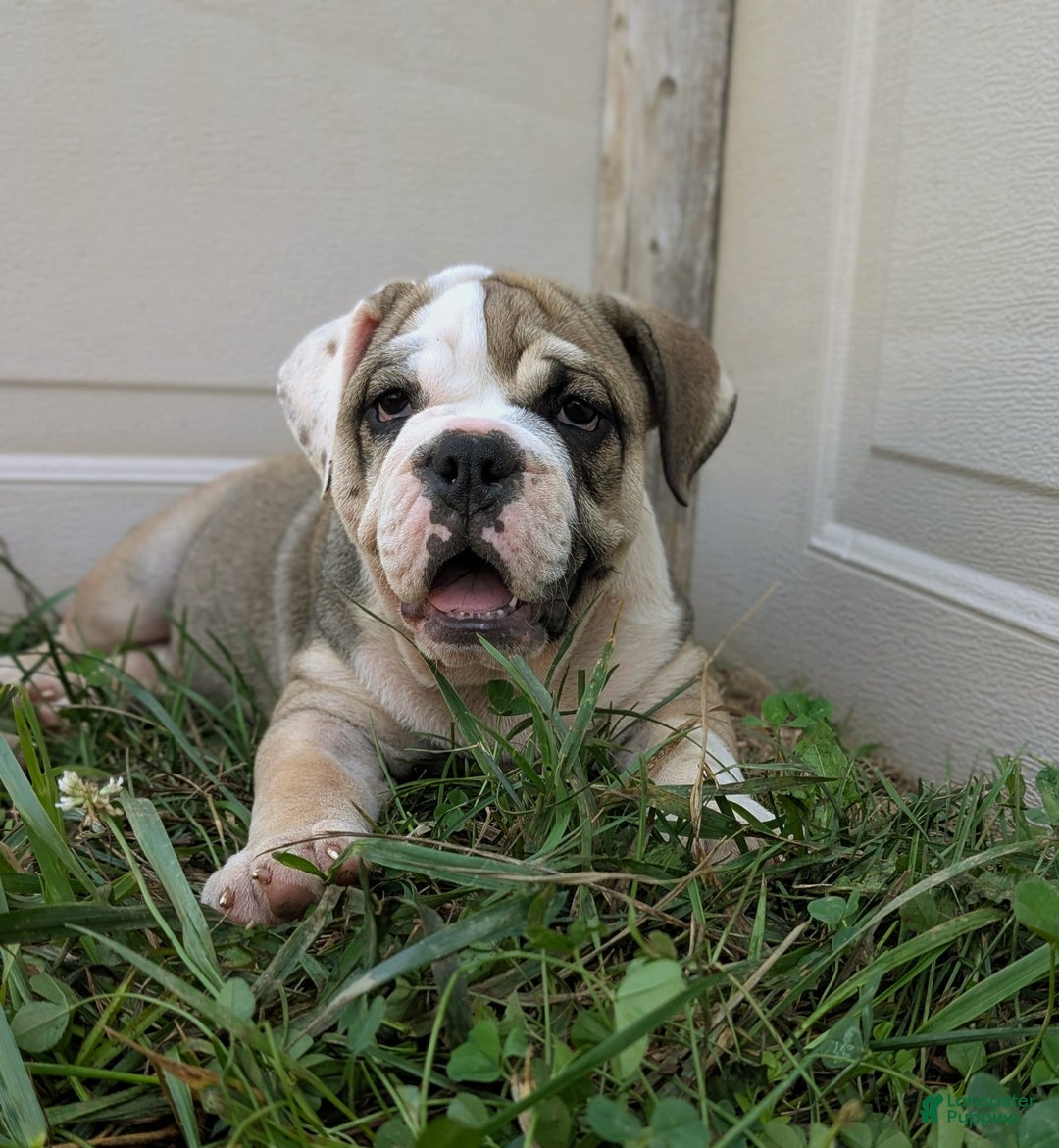Olde English Bulldogge dogs for sale: Ginger - Ad 14