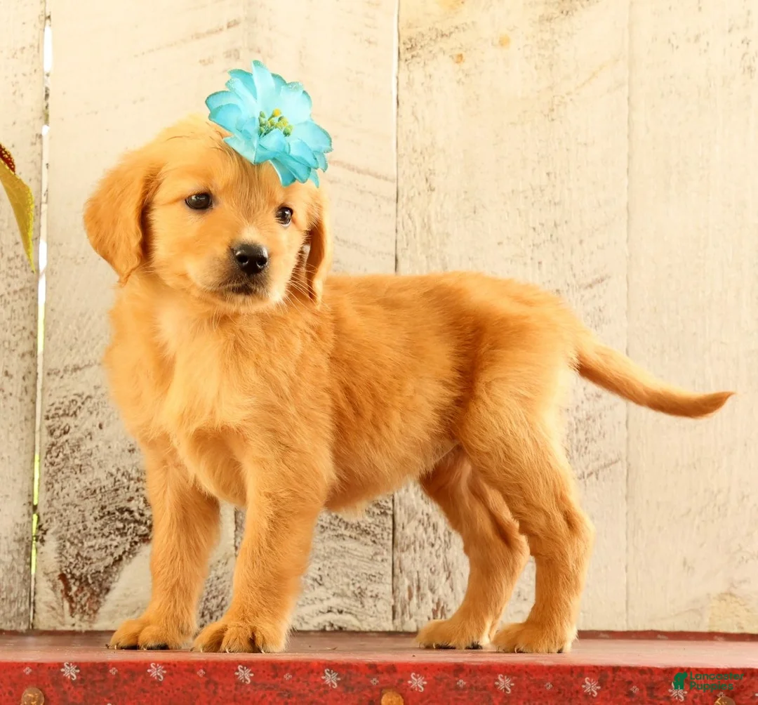 Golden Retriever dogs for sale: Natalie - Ad 2
