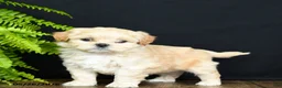 Mixed Breed dogs for sale: Lady - Ad 4