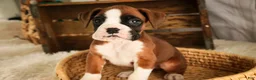 Boxer dogs for sale: Macchiato - Ad 5