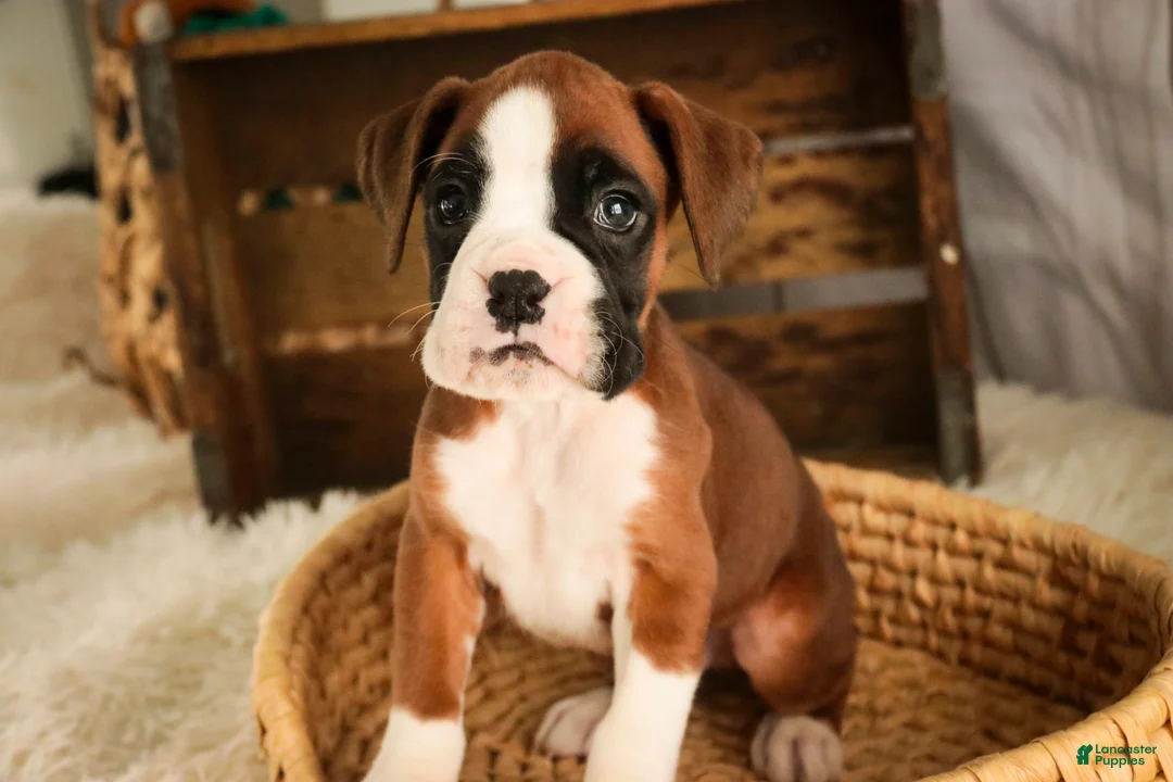 Boxer dogs for sale: Macchiato - Ad 5