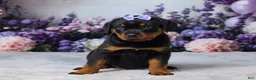 Rottweiler dogs for sale: Willow - Ad 1