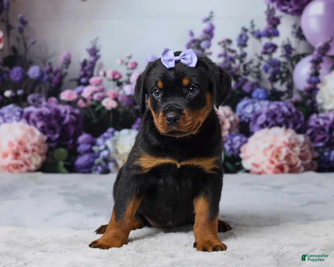 Rottweiler dogs for sale: Willow - Ad 1