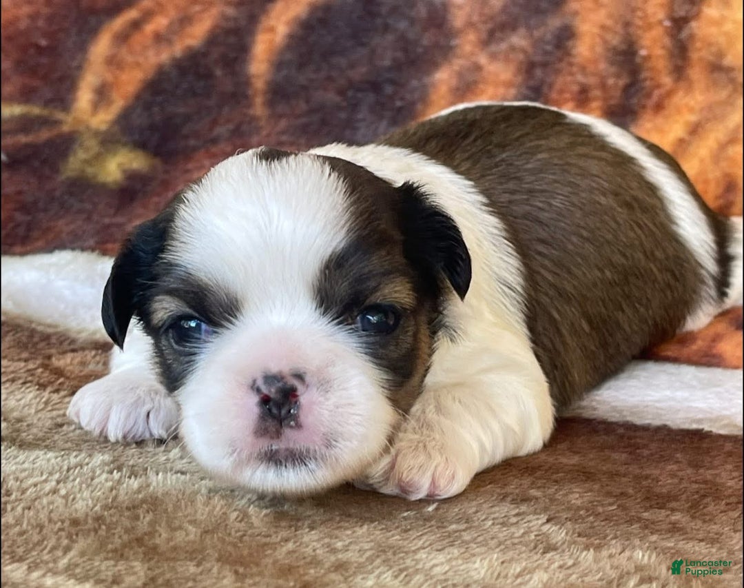 Liver Brindle Shih Tzu Colors Brindle Colored Shih Tzu 2025