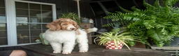 Standard Poodle dogs for sale: Oak - Ad 4