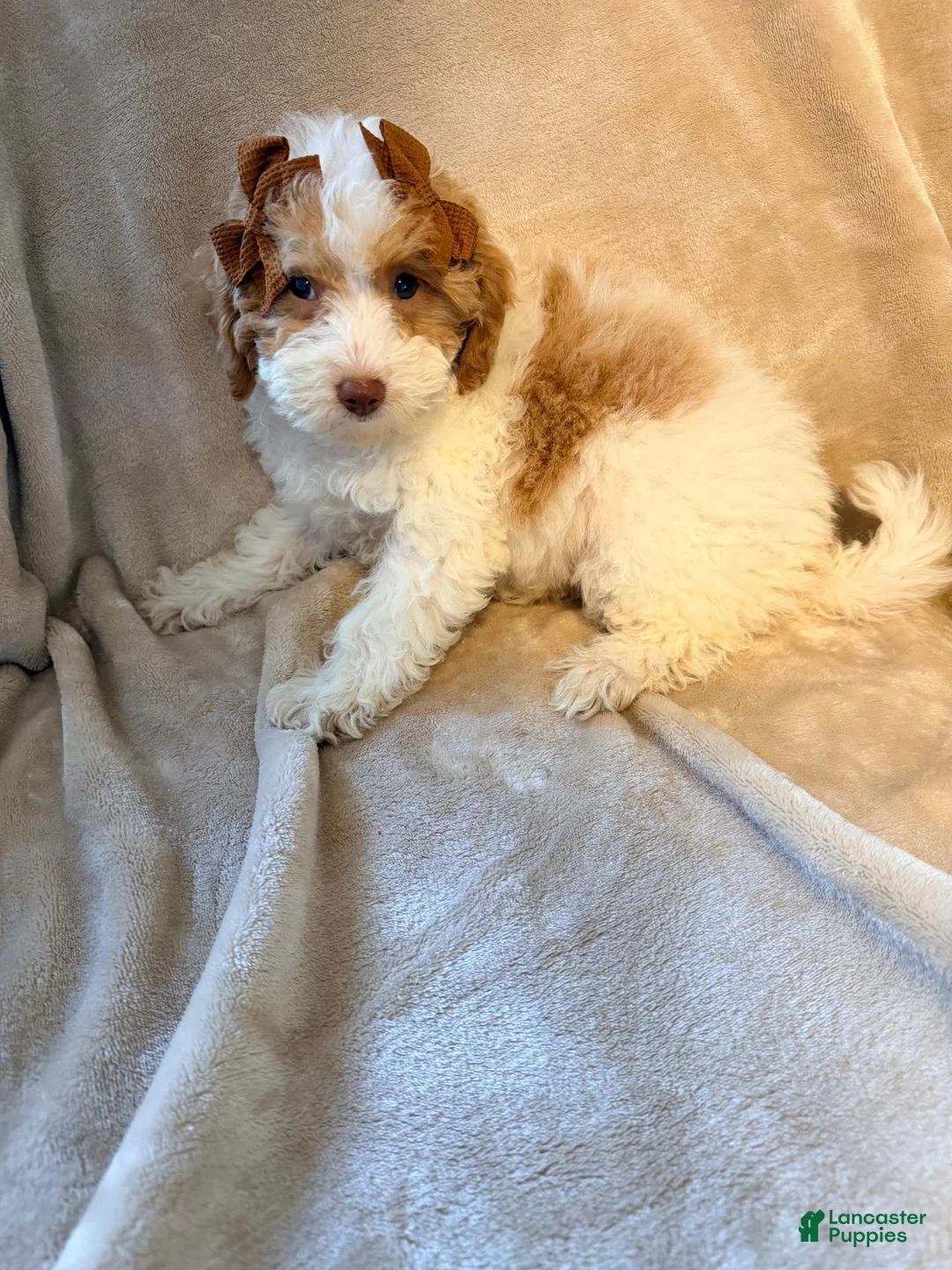 Miniature Poodle dogs for sale: Poppy- Crate and Potty Trained - Ad 1