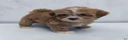 Shihpoo dogs for sale: Luke - Ad 2
