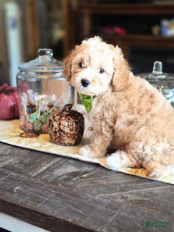 Benji (Maltipoo, Male) in Lafayette, IN