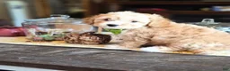 Maltipoo dogs for sale: Benji - Ad 1