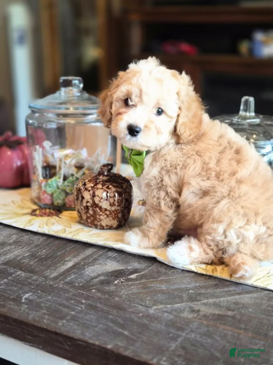 Maltipoo dogs for sale: Benji - Ad 1