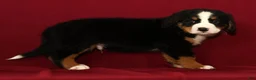 Bernese Mountain Dog dogs for sale: Cole - Ad 5