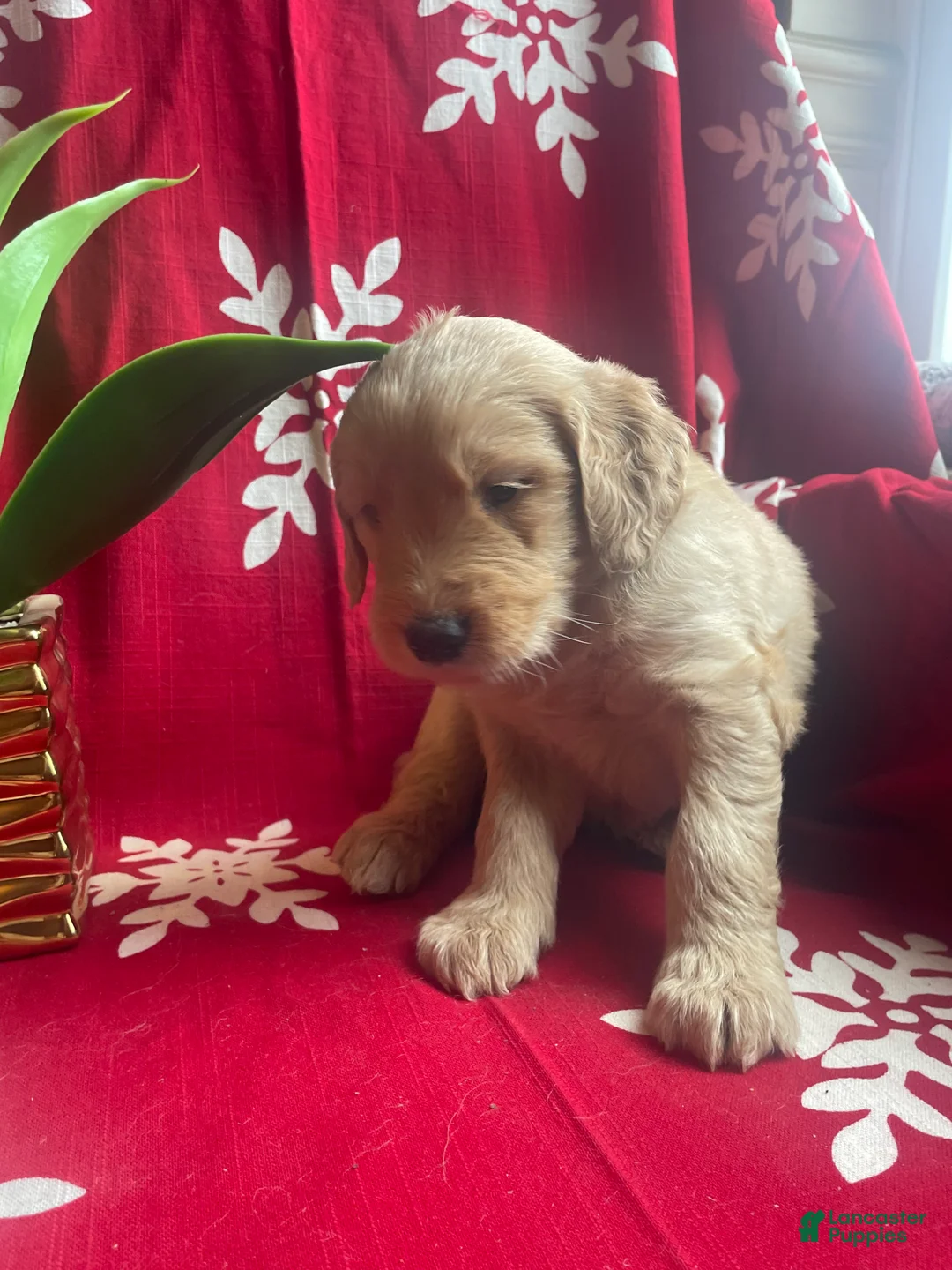 Goldendoodle dogs for sale: Goldendoodle Puppy 6 - Ad 3