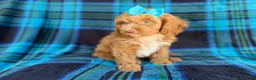 Cockapoo dogs for sale: Trixie - Ad 7