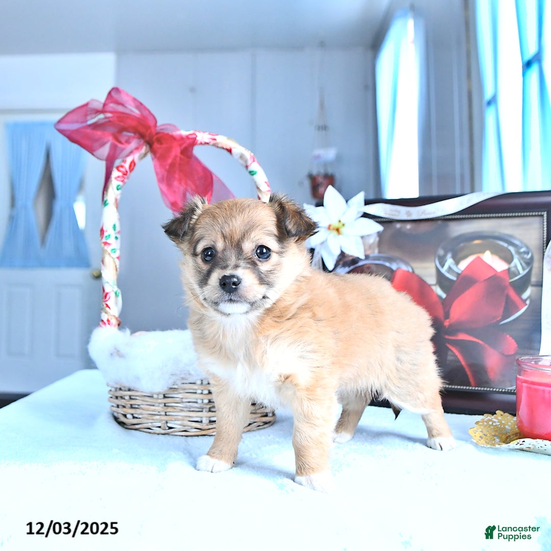 Chihuahua dogs for sale: Mr. Sparky (Long-Haired) - Ad 2