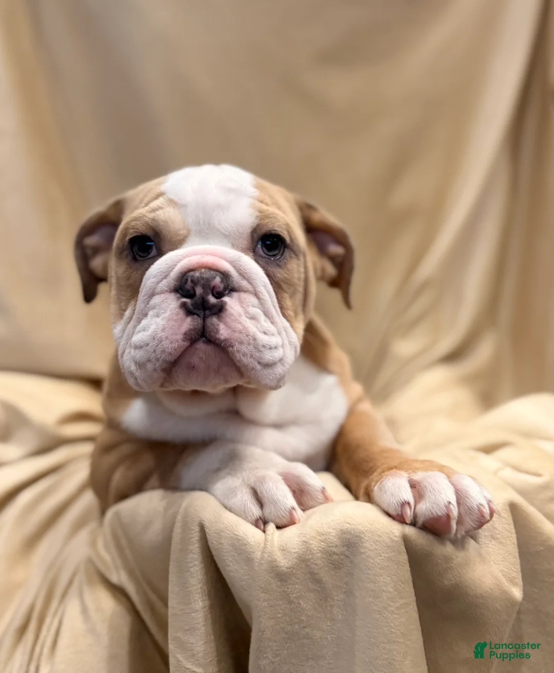 English Bulldog dogs for sale: Faith - Ad 2