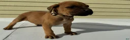 Cane Corso dogs for sale: Cane Corso 6 - Ad 5