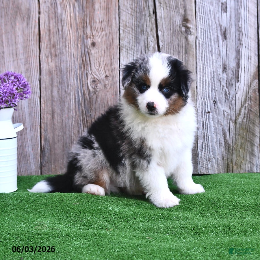 Miniature Australian Shepherd dogs for sale: Ripple - Ad 2