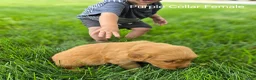 Golden Retriever dogs for sale: Rose (Pink Collar) - Ad 3