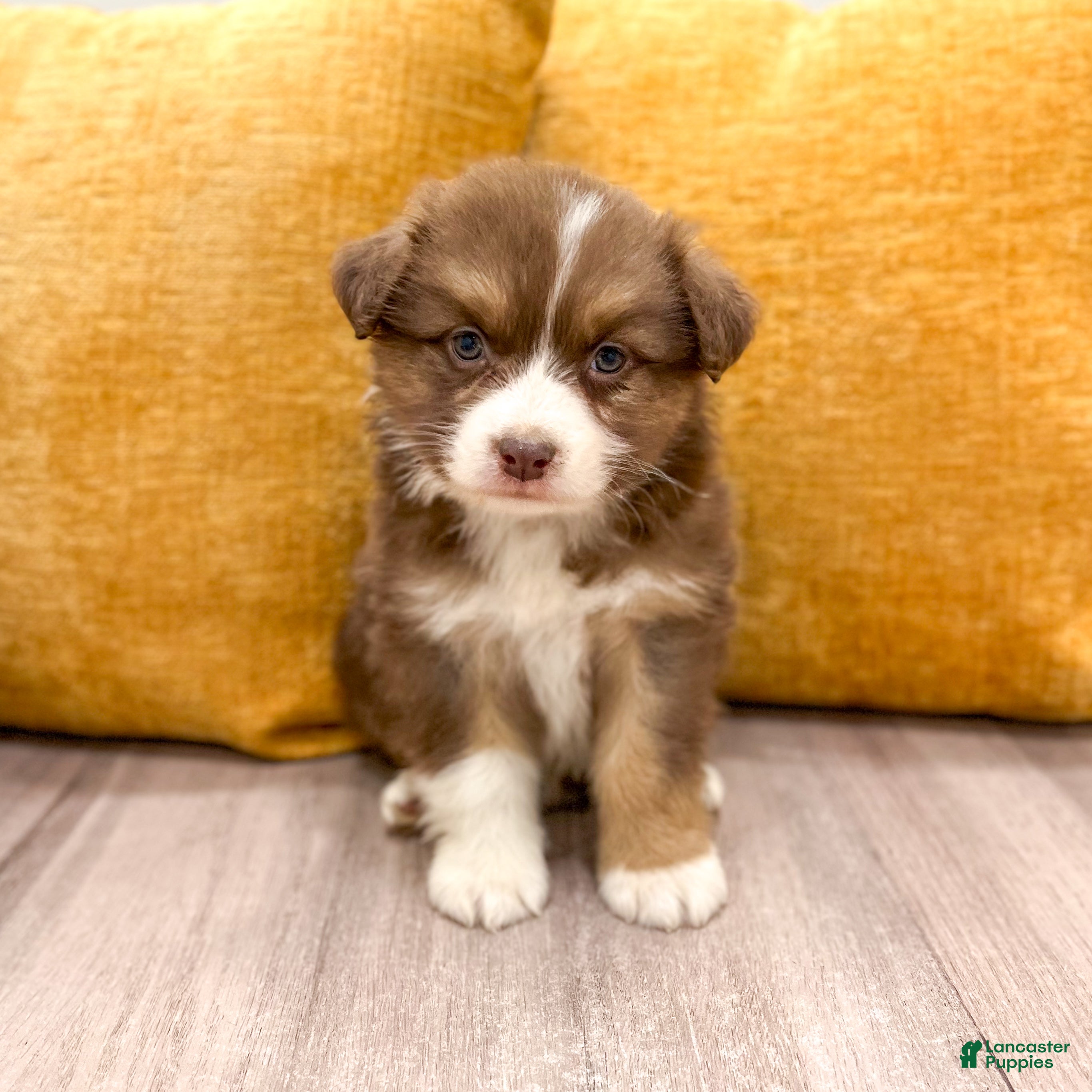 Australian Shepherd dogs for sale: Lady - Ad 1