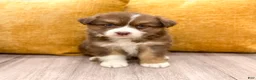 Australian Shepherd dogs for sale: Lady - Ad 1