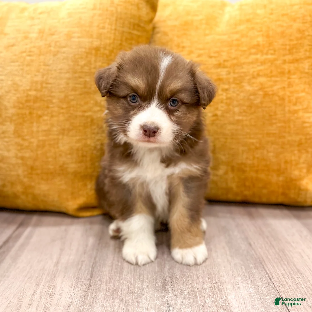 Australian Shepherd dogs for sale: Lady - Ad 1