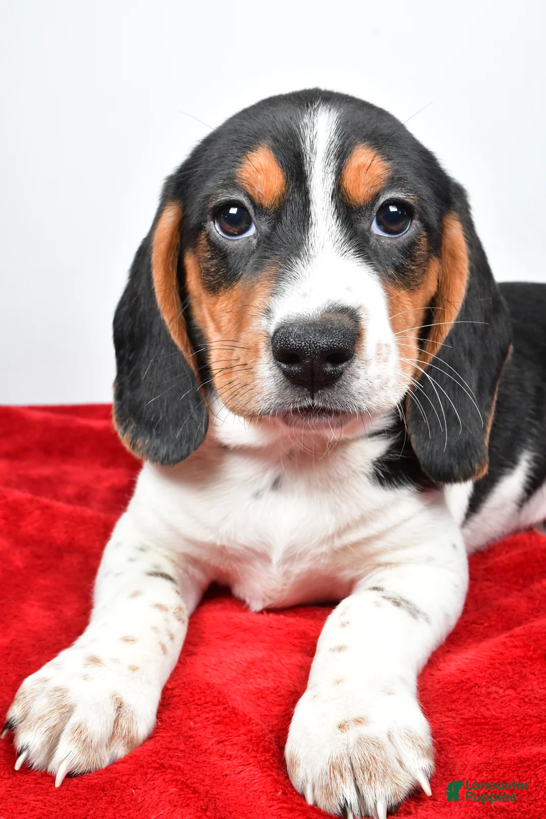 Beagle dogs for sale: Ryan - Ad 3