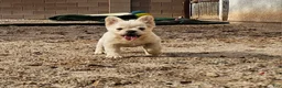 French Bulldog dogs for sale: French Bulldog Puppy 1 - Ad 13