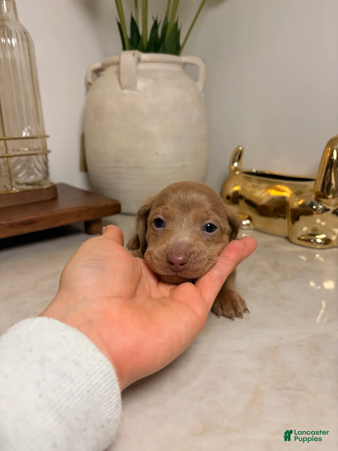 Miniature Dachshund dogs for sale: Mira  - Ad 2