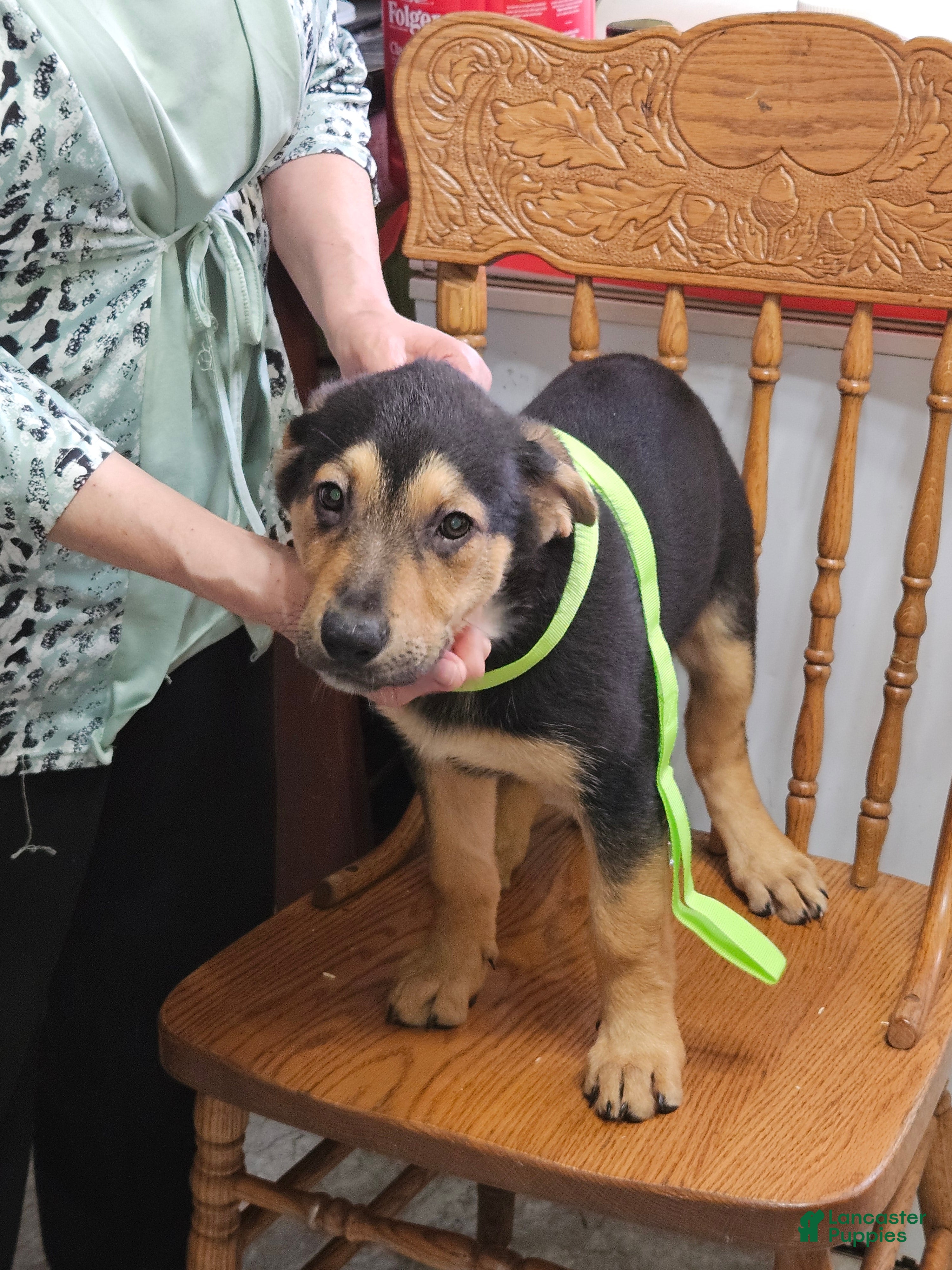 Mixed Breed dogs  Puppy 9 Light Green  - Ad 4