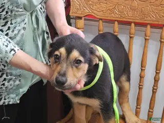 Mixed Breed dogs Puppy 9 Light Green - Ad 10