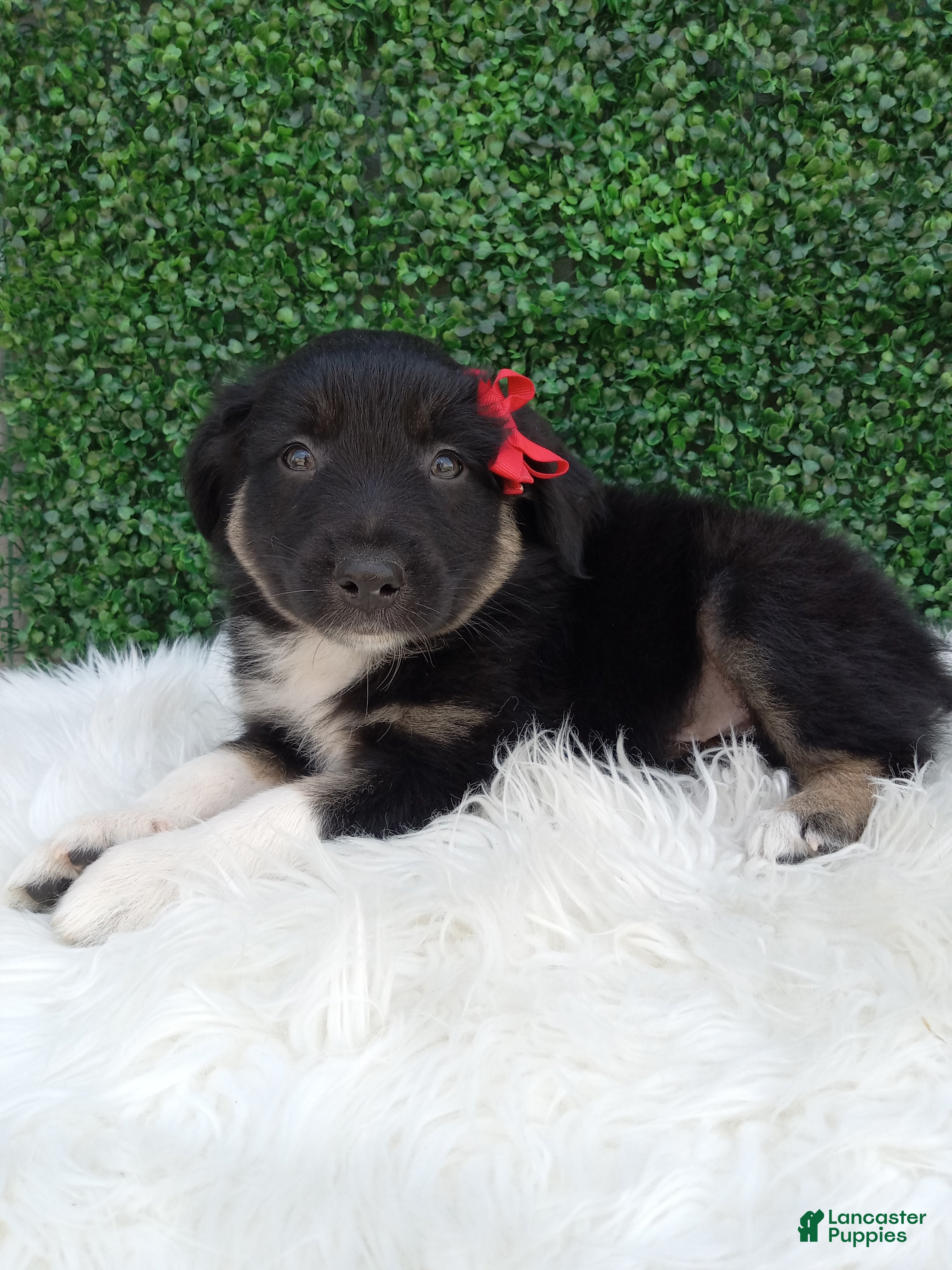 Australian Shepherd dogs Jace - Ad 2