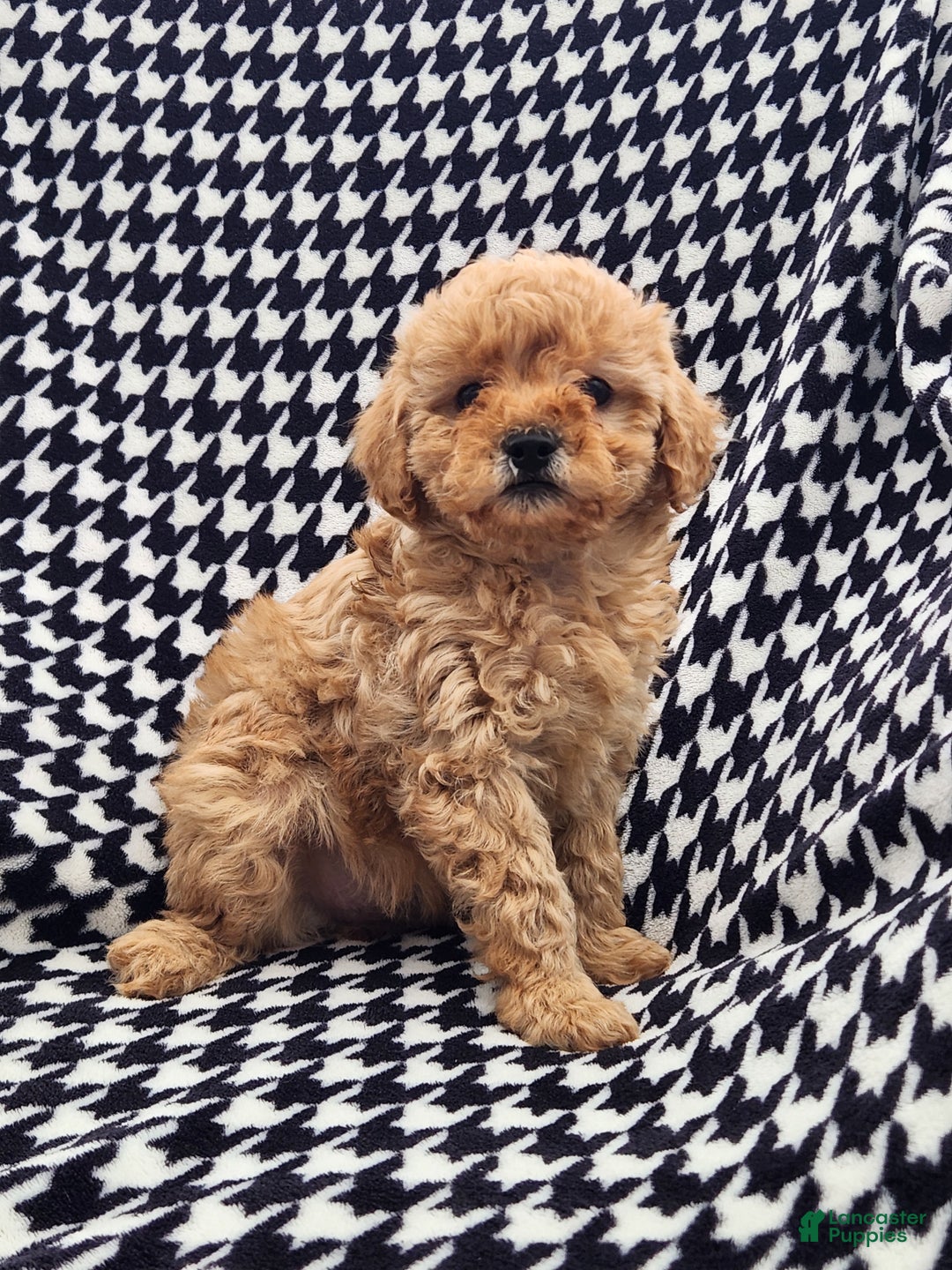 Mini Goldendoodle dogs for sale: Tonya  - Ad 2