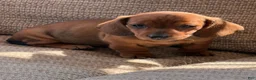 Miniature Dachshund dogs for sale: Reba - Ad 4